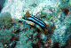 Chromodoris_geschaerft